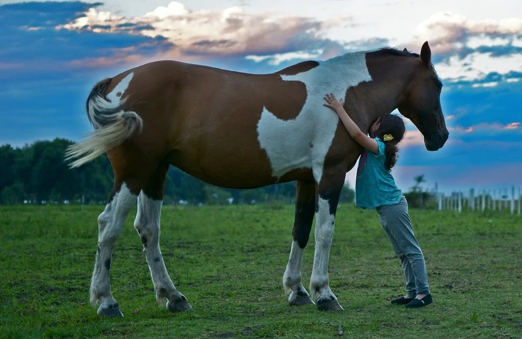 Le blog des passionnés de chevaux
