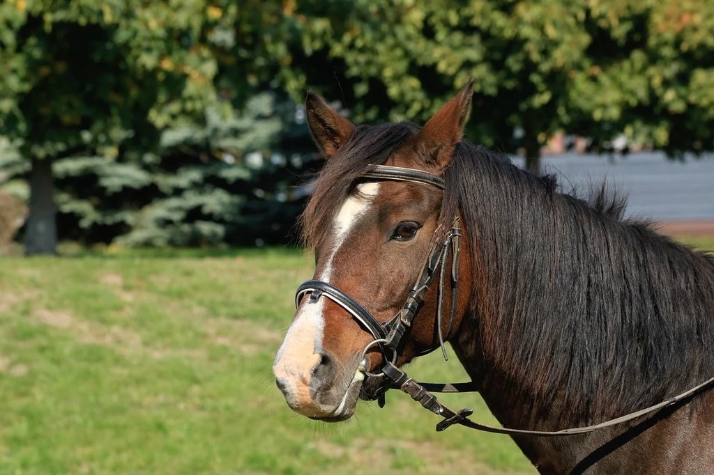 Pourquoi choisir un gilet airbag pour l'équitation ?
